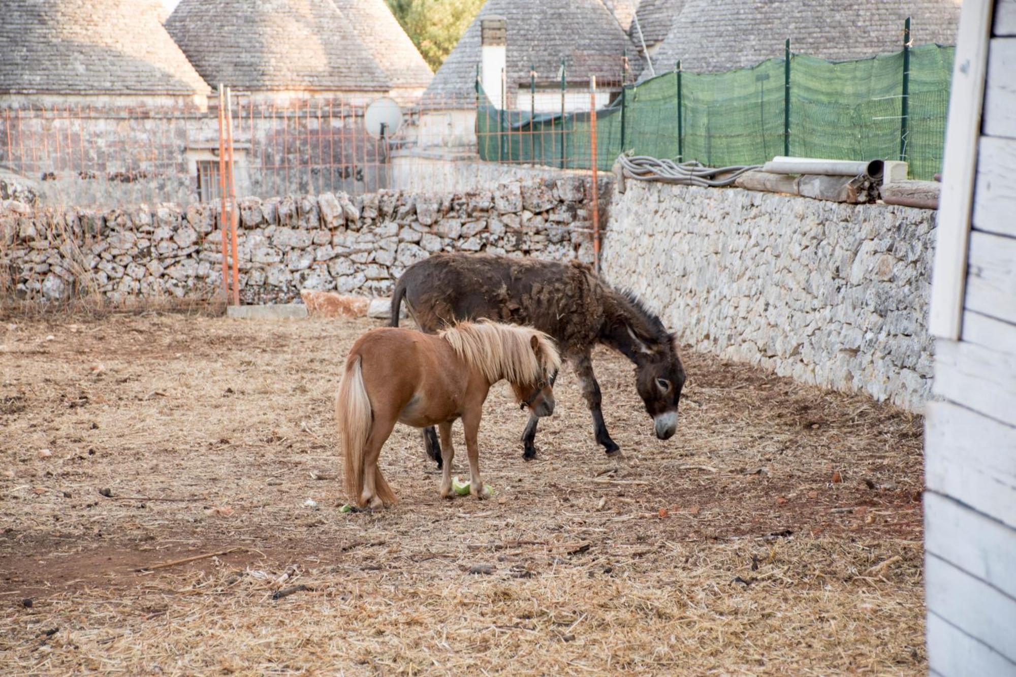 לוקורוטונדו Trullo Cinquenoci Suite מראה חיצוני תמונה